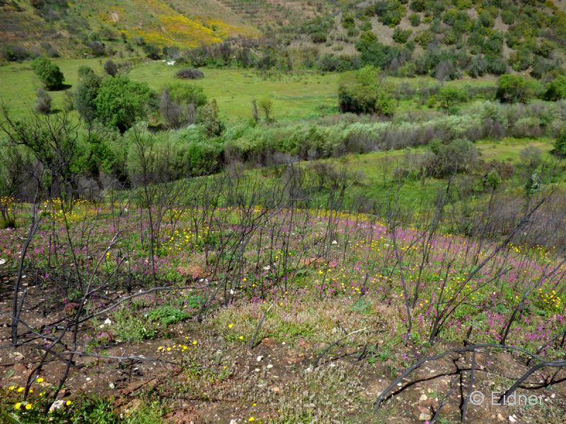 15_P1160428_Odelouca-Tal