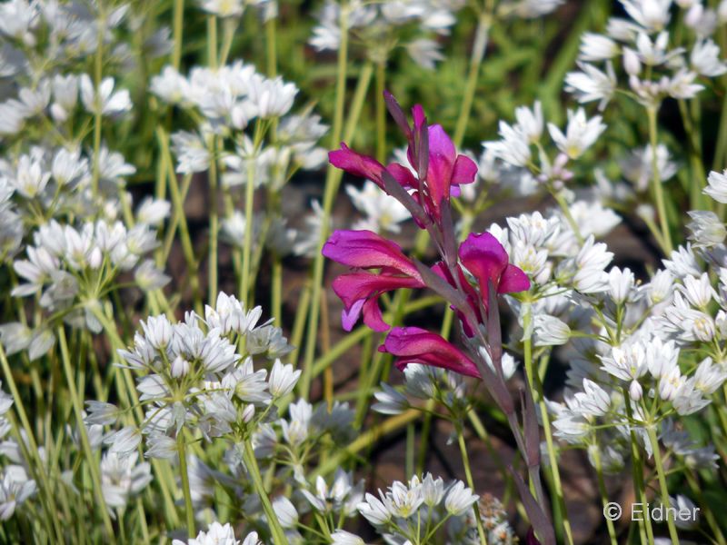 16_P1160474_Italienische-Siegwurz_ Neapel-Lauch