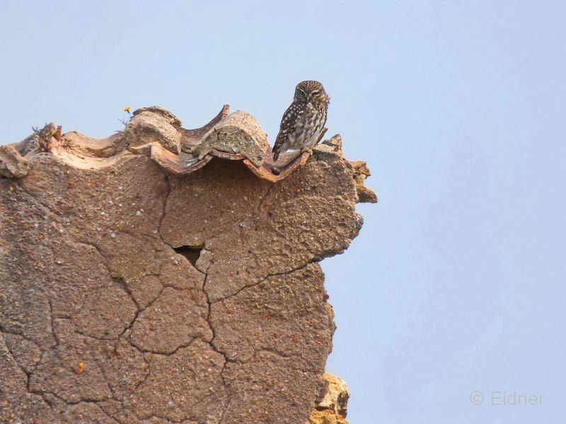 20_P1130890_Mexilhoeira-Grande_Steinkauz