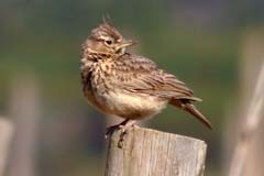 03_P1140723_Kap-Vicente-Umland_Theklalerche