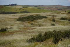 04_DSC03650_JE_Kap-Vicente-Umland_Steppe