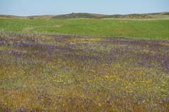 06_DSC03421_Kap-Vicente-Umland_Steppe