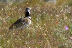 07_P1140988_Castro-Verde_Zwergtrappe