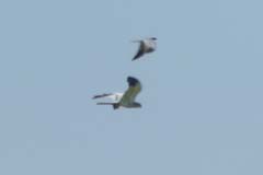 09_P1150133_Rolao_Wiesenweihe