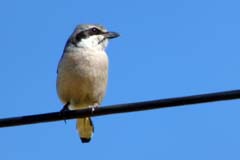 11_P1150228_Castro-Verde_Raubwuerger