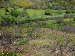 15_P1160428_Odelouca-Tal