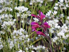 16_P1160474_Italienische-Siegwurz_ Neapel-Lauch