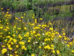 18_P1160433_Odelouca-Tal_Rindsaugen-Margariten