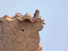 20_P1130890_Mexilhoeira-Grande_Steinkauz