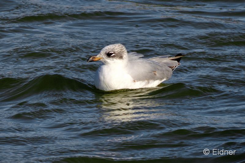 02_P1140881_Salgados_Schwarzkopfmoewe