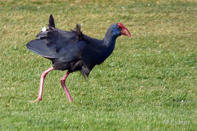 05_P1150750_Golfplatz_Purpurhuhn