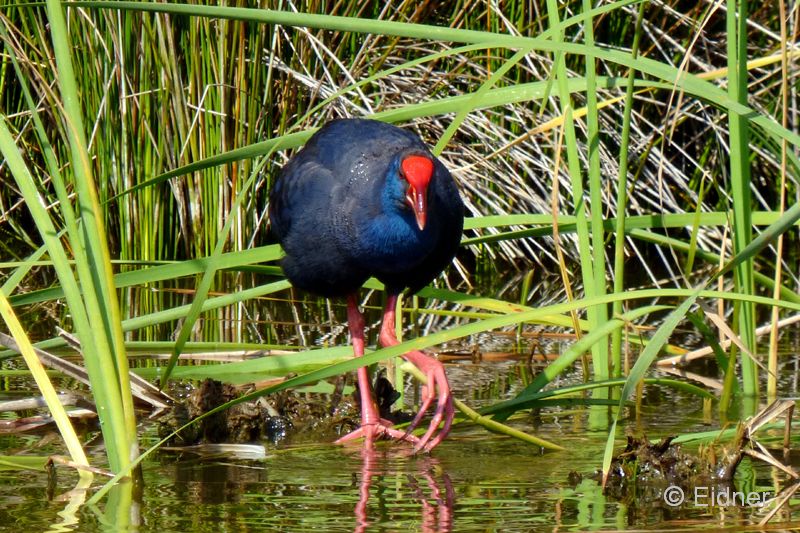 06_P1140420_Golfplatz_Purpurhuhn
