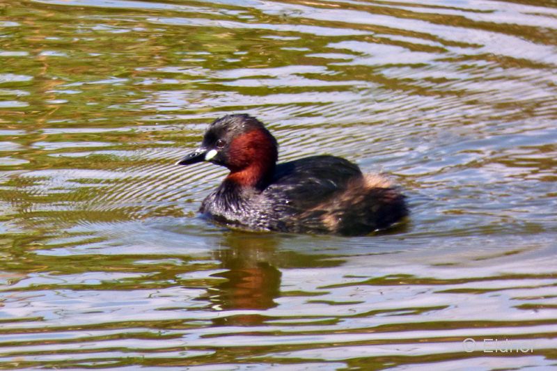 07_P1140295_Quinto-do-Lago_Zwergtaucher