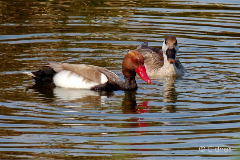 08_Quinto-do-Lago_P1140352_Kolbenentenpaar