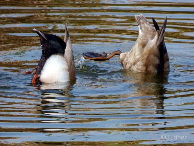 09_P1140349_Quinto-do-Lago_Kolbenenten_gruendelnd