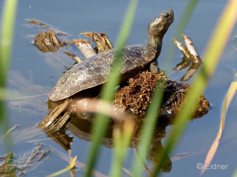 10_P1140487_Quinto-do-Lago_Sumpfschildkroete