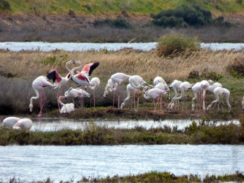 11_P1130939_Mexilhoeira Grande_Rosaflamingos