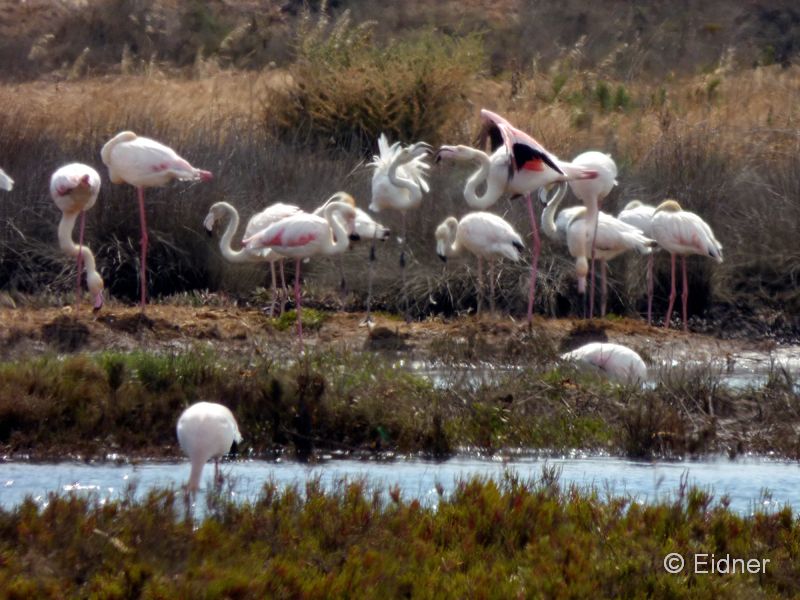 12_P1130982_Mexilhoeira Grande_Rosaflamingos