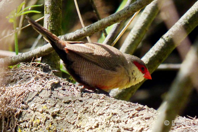 15_P1150513_Ria Formosa_Wellenastrild