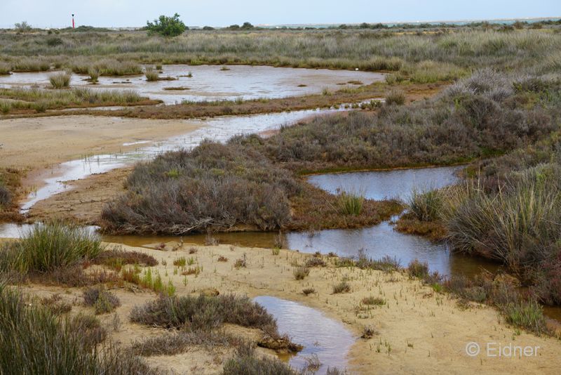 16_DSC04152_JE_Ria Formosa