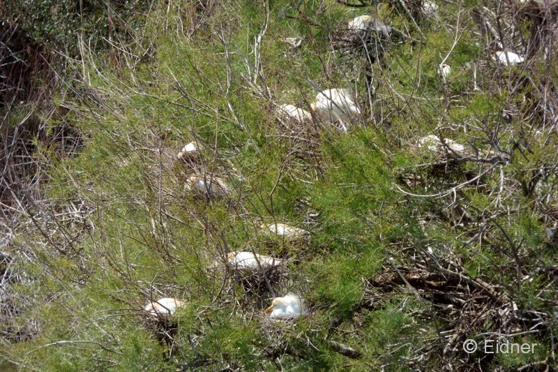 17_JE_Ria Formosa_P1150638_Kuhreiher