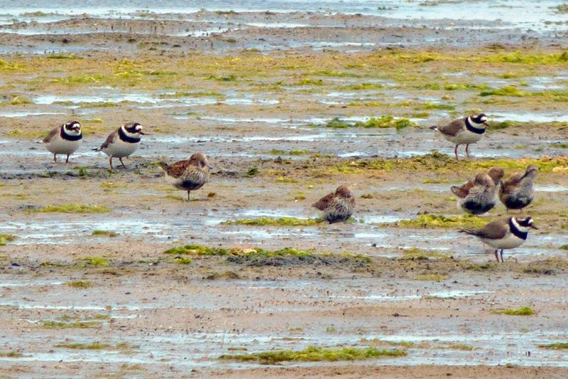 18_P1150593_Ria Formosa_Sandreg_Alpenstrandl
