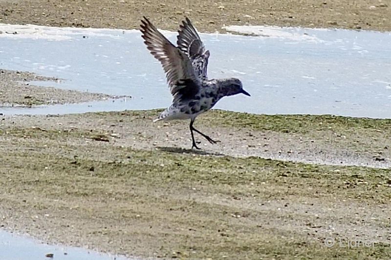 19_Videosnap_00010_RiaFormosa_Kiebitzreg