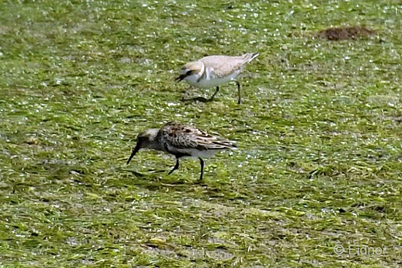 20_Videosnap_00011_RiaFormosa_Seereg_Alpenstrandl