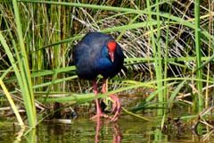 06_P1140420_Golfplatz_Purpurhuhn