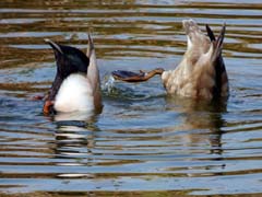 09_P1140349_Quinto-do-Lago_Kolbenenten_gruendelnd
