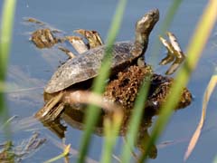 10_P1140487_Quinto-do-Lago_Sumpfschildkroete