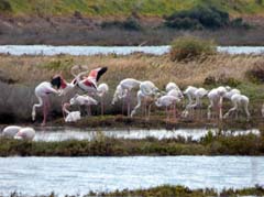 11_P1130939_Mexilhoeira Grande_Rosaflamingos