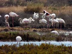 12_P1130982_Mexilhoeira Grande_Rosaflamingos