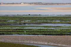 13_P1140086_Alvor-Ästuar_3zu2