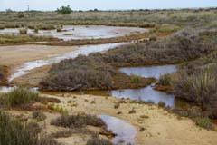 16_DSC04152_JE_Ria Formosa