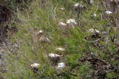 17_JE_Ria Formosa_P1150638_Kuhreiher