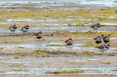 18_P1150593_Ria Formosa_Sandreg_Alpenstrandl
