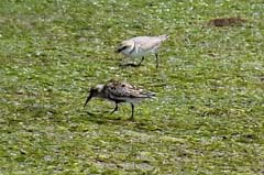 20_Videosnap_00011_RiaFormosa_Seereg_Alpenstrandl