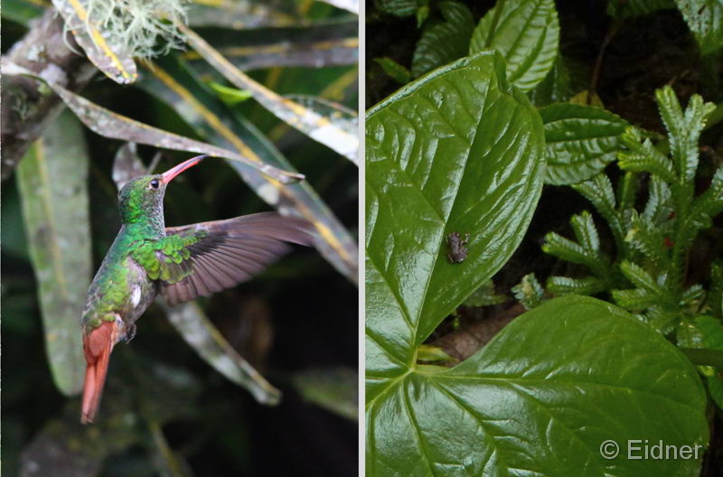 006_4410_IMG_0608_P1260536_HF