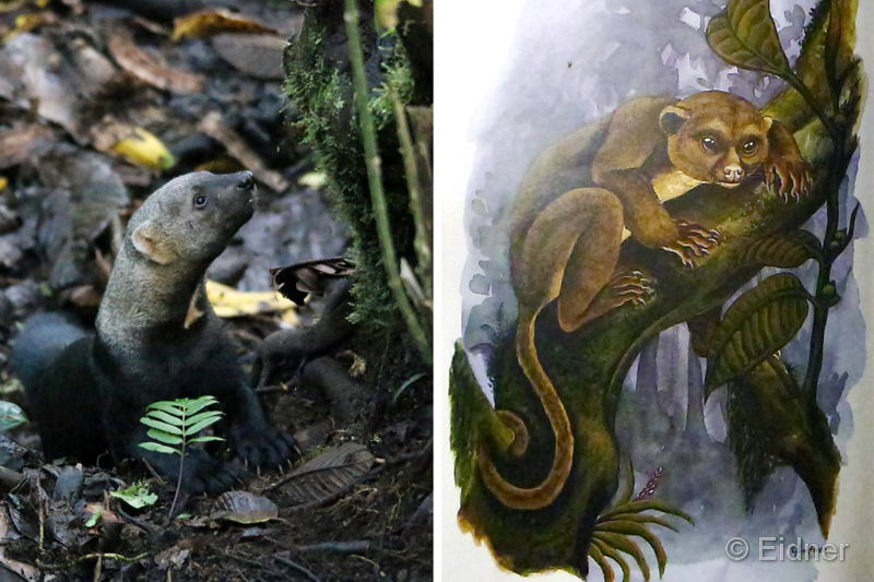 008_IMG_9847_Tayra_Wickelbaer_HF