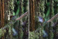 015_8018_IMG_0908_IMG_0909HF