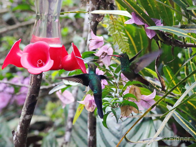 003_4105L_4410R_IMG_0360