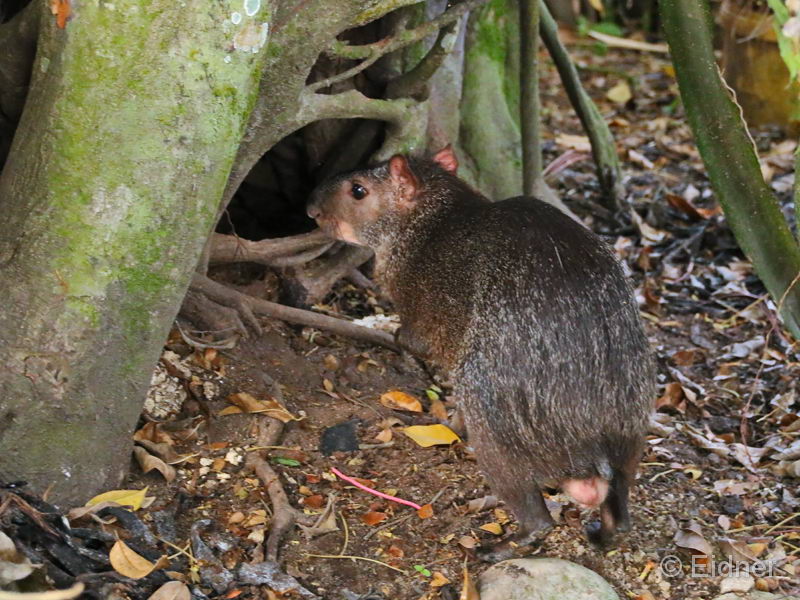 003_Aguti_IMG_2865_4zu3