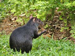 002_Aguti_IMG_2850_4zu3