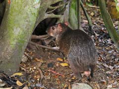 003_Aguti_IMG_2865_4zu3