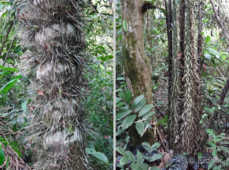 006_Peru_DSC01298_DSC01270_2HF_in4zu3