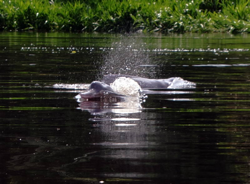 011_Peru_Albert_RosaFlussDelphine_101