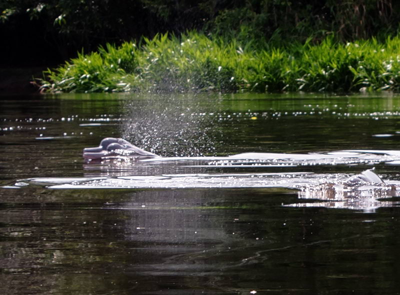 012_Peru_Albert_RosaFlussDelphine_102