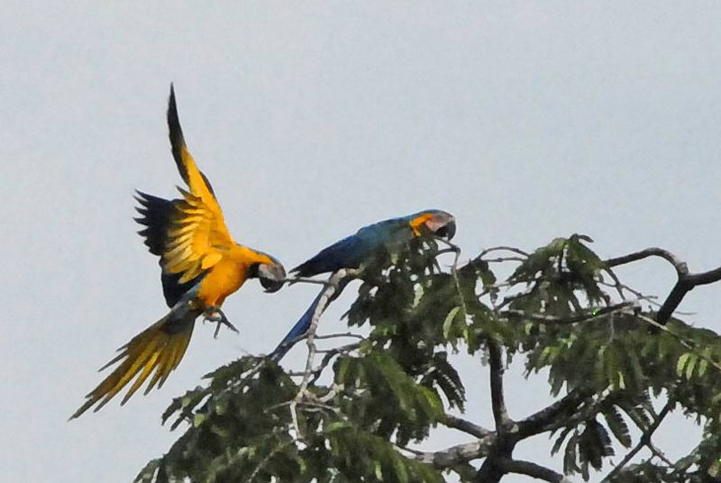 017_Aras zwei_KerstinB