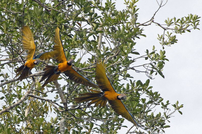 018_Aras drei_KerstinB